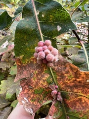 Callirhytis piperoides