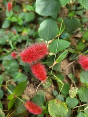 Acalypha pendula
