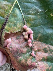 Callirhytis piperoides