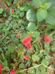 Acalypha pendula