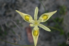 Moraea anomala