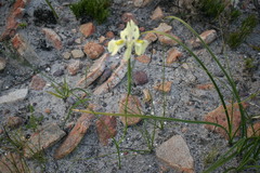 Moraea anomala