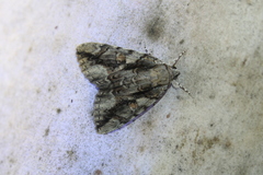 Catocala flebilis