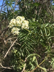 Sambucus australis