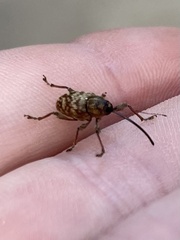 Curculio