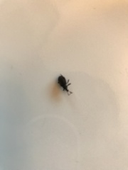 Otiorhynchus rugosostriatus