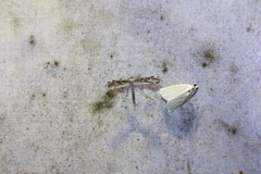 Hellinsia inquinatus