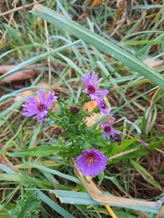 Canadanthus modestus