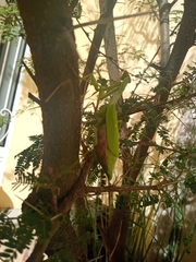 Stagmomantis limbata