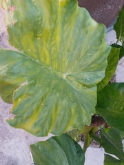 Alocasia macrorrhizos