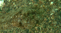 Melibe viridis
