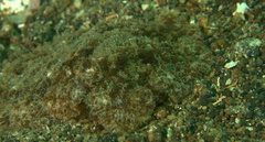 Melibe viridis
