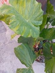 Alocasia macrorrhizos