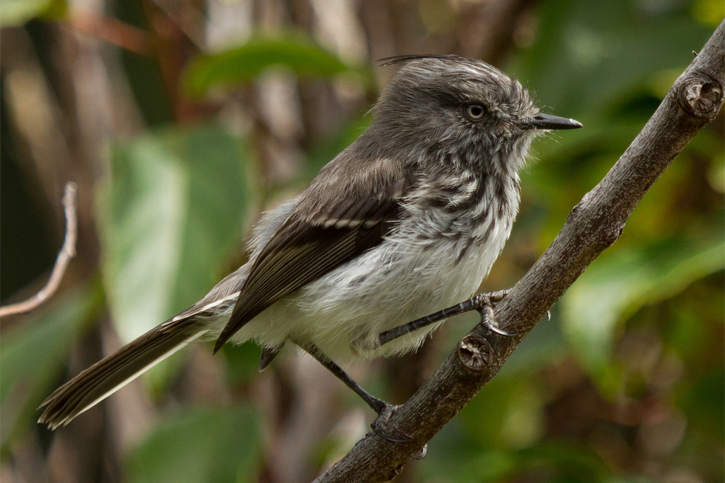 Juan Fernandez Tit-Tyrant photo