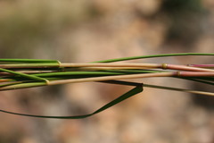 Pentameris curvifolia