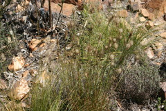 Pentameris curvifolia