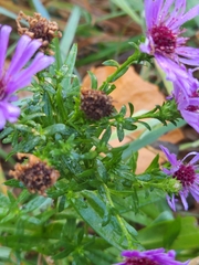 Canadanthus modestus
