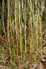 Pentameris curvifolia