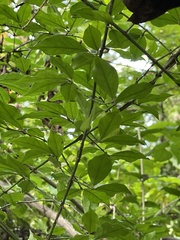 Euonymus alatus