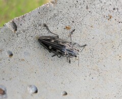 Chalcophora mariana