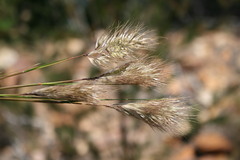 Pentameris curvifolia