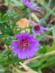 Canadanthus modestus