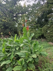Canna indica