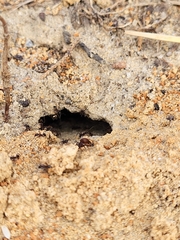 Pheidole obscurithorax