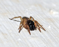 Porrhoclubiona leucaspis