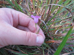 Agalinis heterophylla