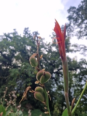Canna indica