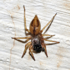 Porrhoclubiona leucaspis