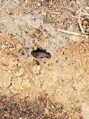 Pheidole obscurithorax
