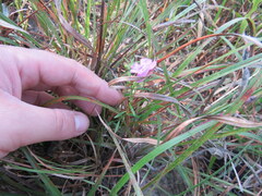 Agalinis heterophylla