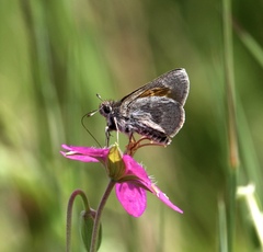 Notamblyscirtes simius