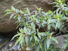 Boehmeria densiflora