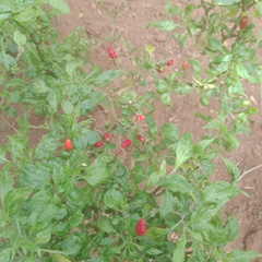 Capsicum annuum