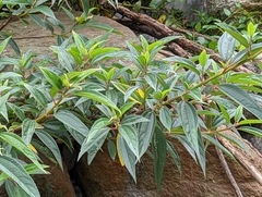 Boehmeria densiflora