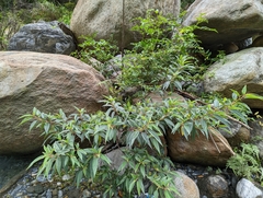 Boehmeria densiflora