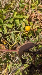 Solanum carolinense