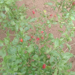 Capsicum annuum
