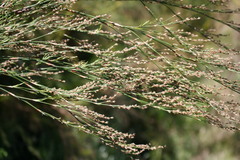Restio paniculatus
