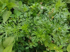 Cyclospermum leptophyllum