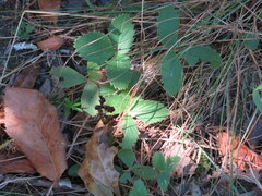 Fragaria virginiana