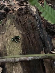 Dendrobates auratus