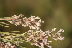 Spatalla racemosa