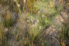 Spatalla racemosa