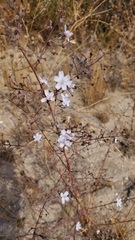 Stephanomeria exigua