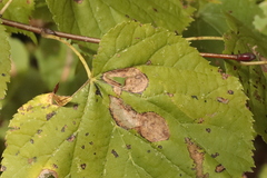 Phyllonorycter issikii