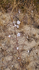 Stephanomeria exigua